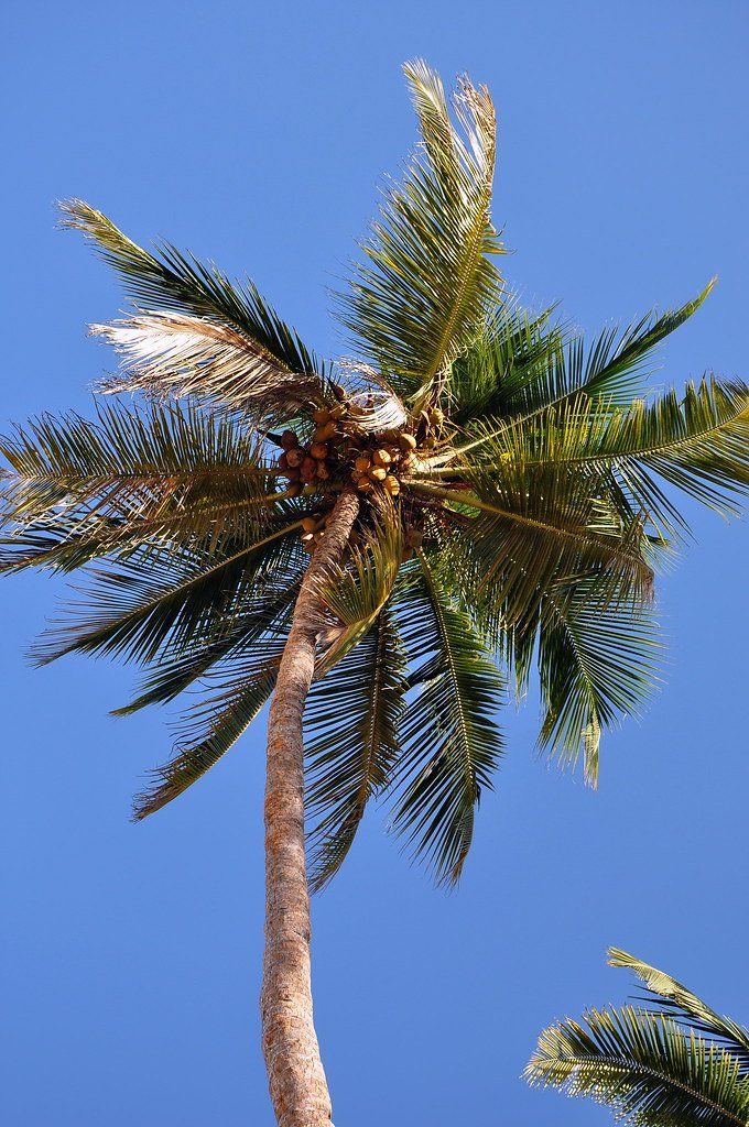 coconut tree in Oahu coconut tree in Oahu