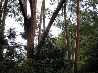 Eucalyptus Tree in Oahu Eucalyptus Tree in Oahu