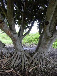 Hala Tree in Oahu Hala Tree in Oahu