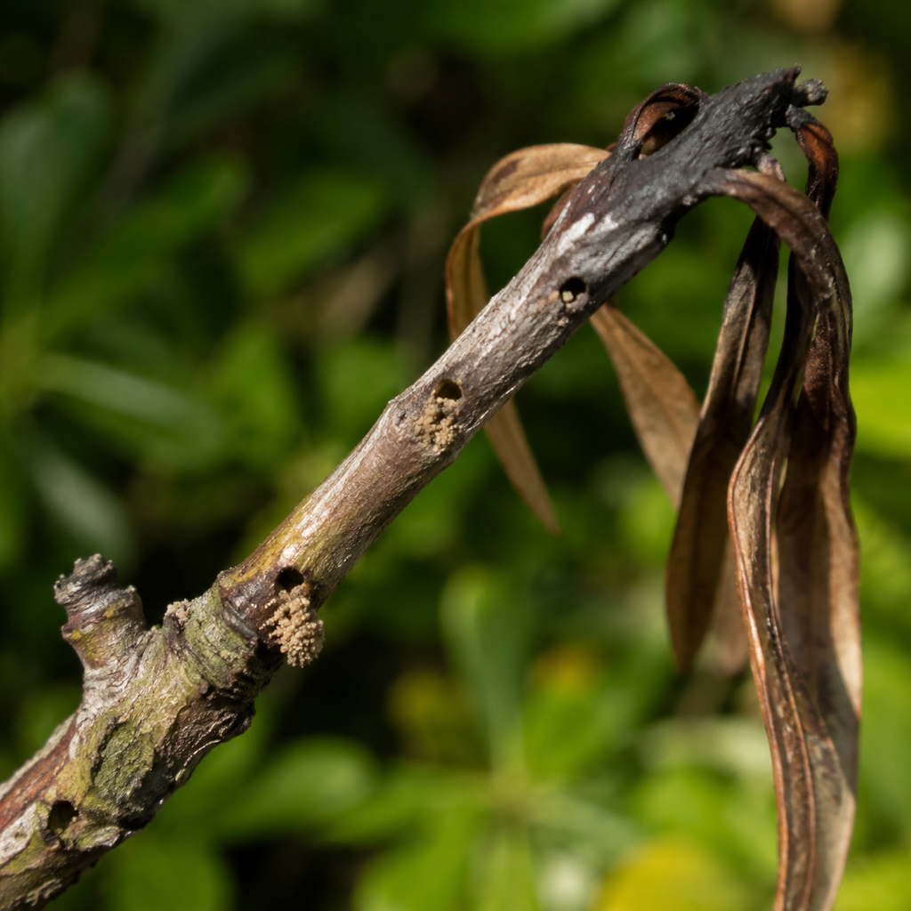 Small borer holes and fine frass on a dying koa twig with curled brown phyllodes