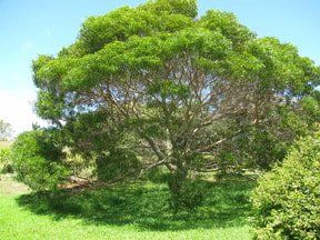 Koa Tree in Oahu Koa Tree in Oahu