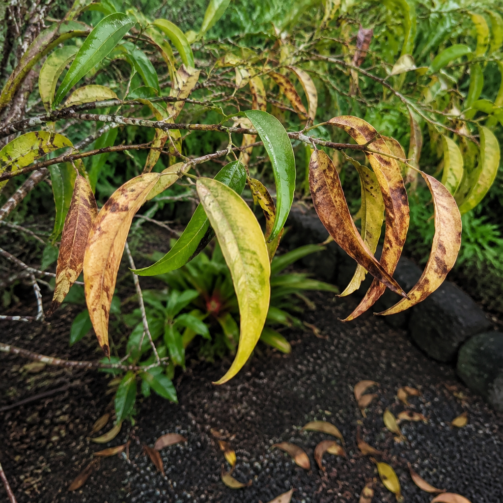Yellowing and brown-spotted koa phyllodes above fallen foliage in an Oʻahu garden