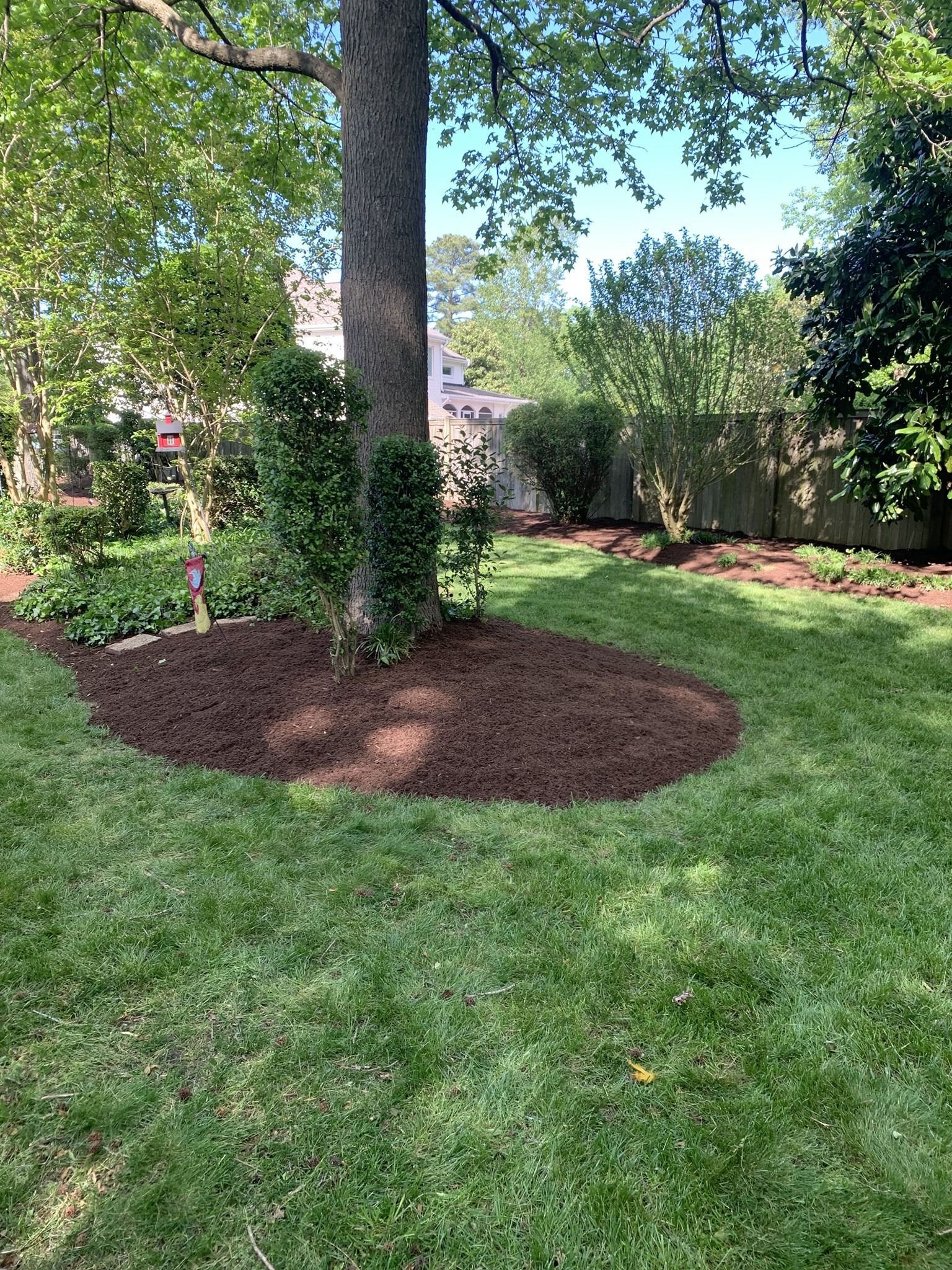 Tree surrounded by dark mulch in a grassy yard, with a fence and trees in the background on a sunny day.