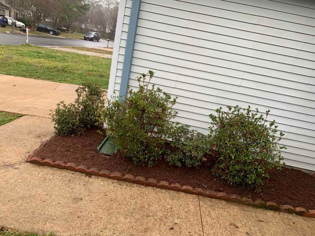 Landscaped bed with three green shrubs next to a white-sided building with brown mulch and a brick border.