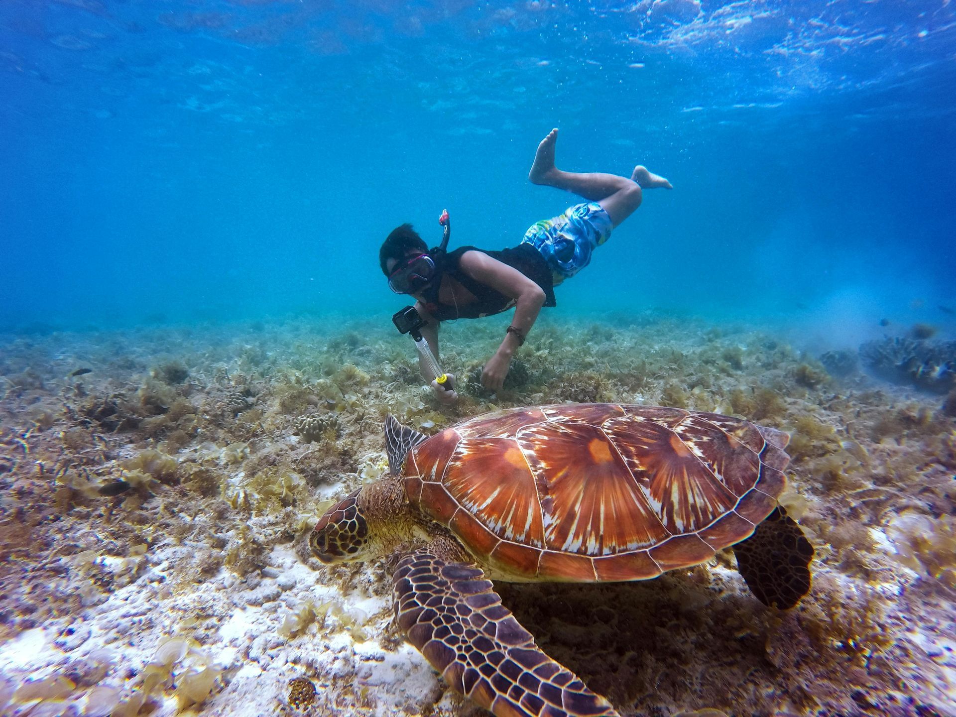 Scuba diver near sea turtle underwater; blue water, seaweed, sandy bottom.
