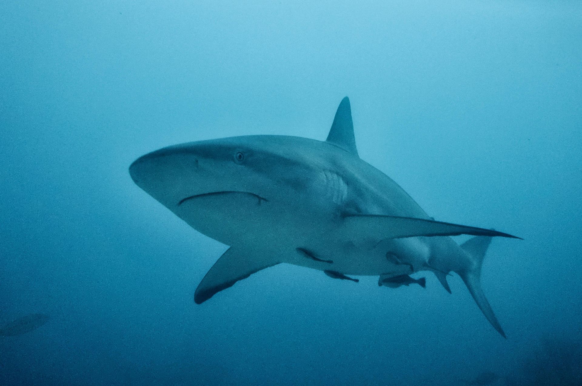 Gray shark swims in blue ocean.