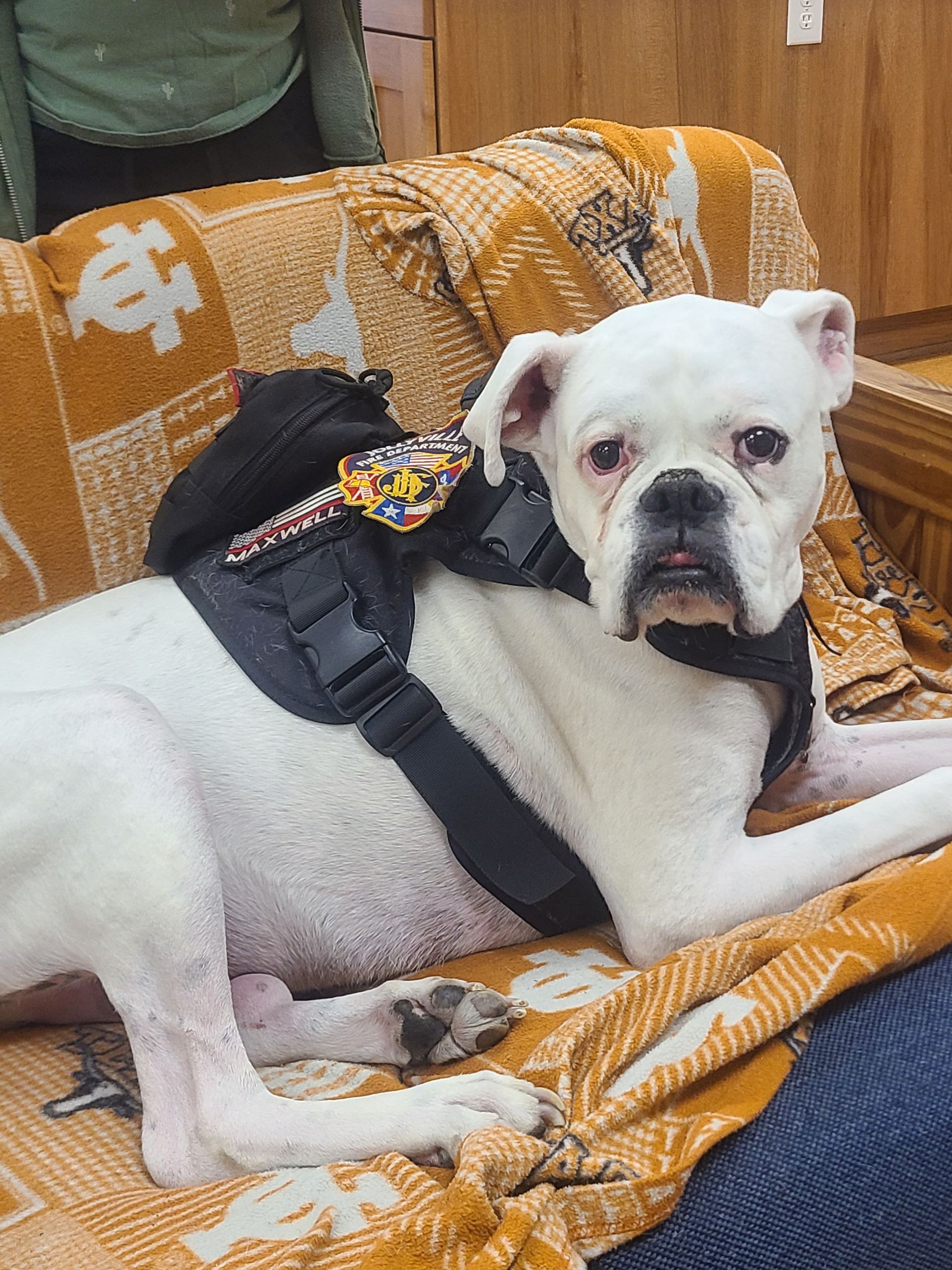 A white dog wearing a harness that reads Jollyville Fire Department is laying on a couch.