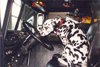 A Dalmatian dog is sitting in the driver 's seat of a fire engine.