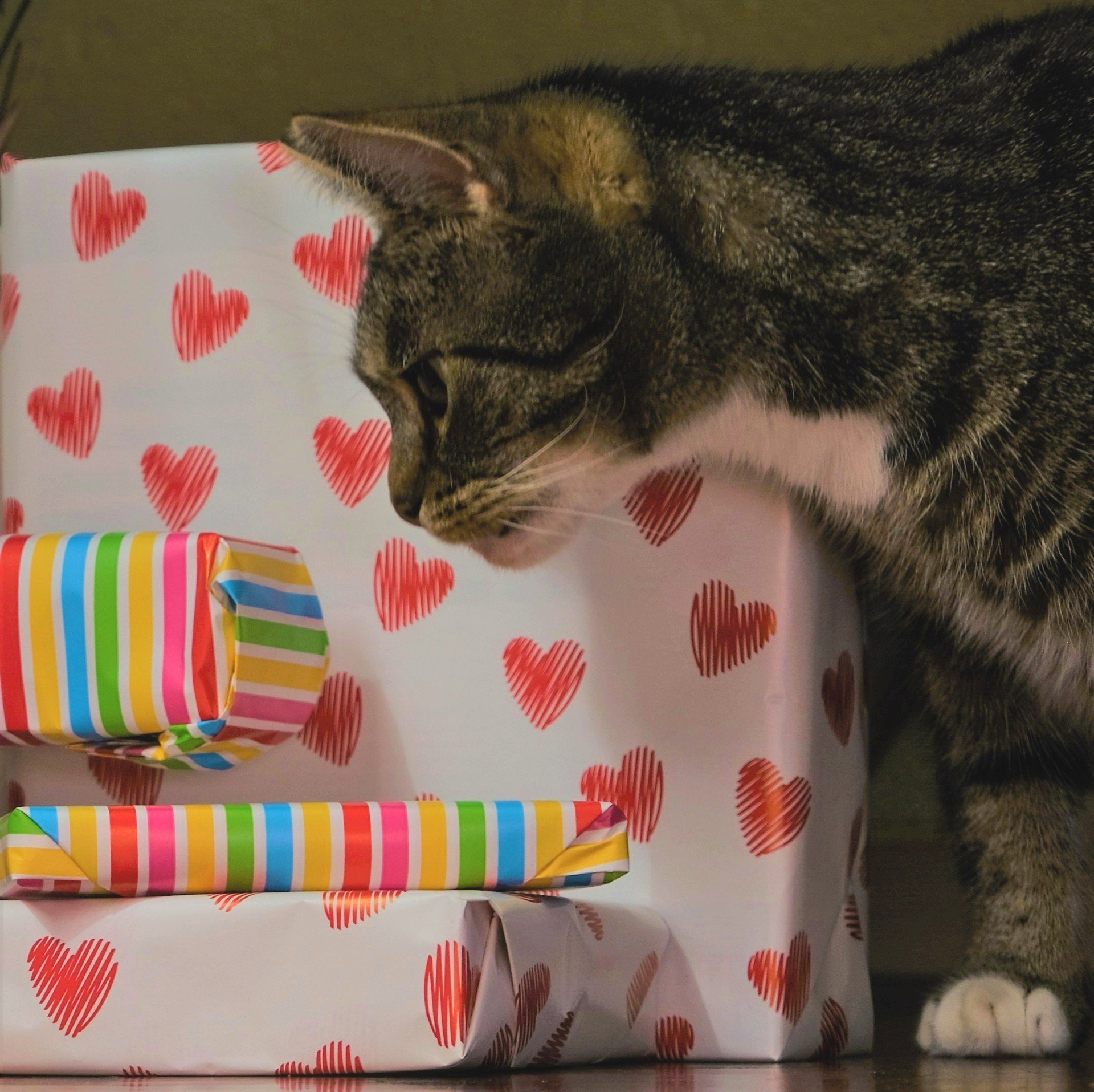 Kat met dierendag cadeautjes 2