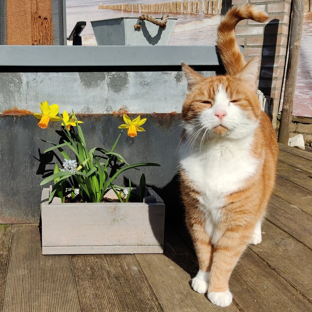 Rood met witte kater poseert trots buiten bij een bakje met narcissen