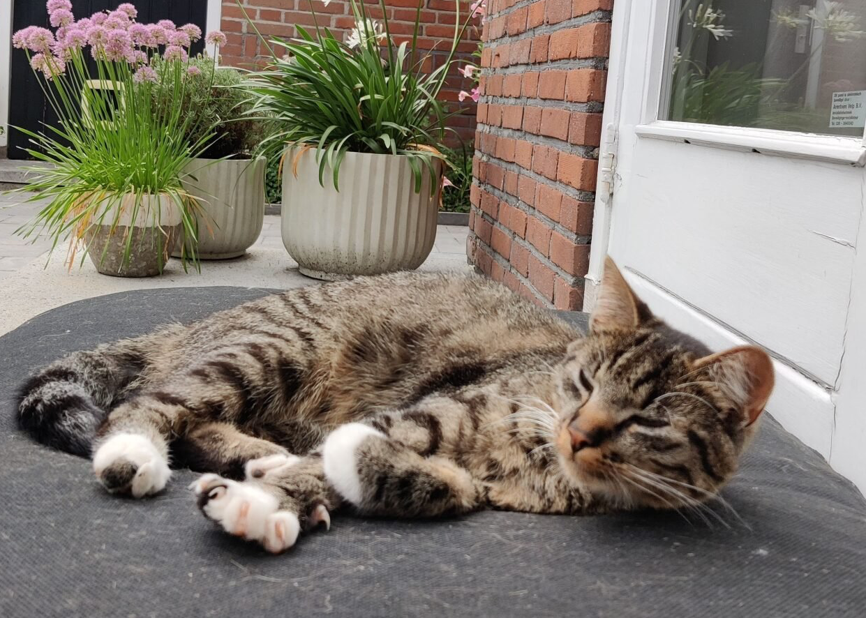 kleine cyperse kat ligt buiten op kussen