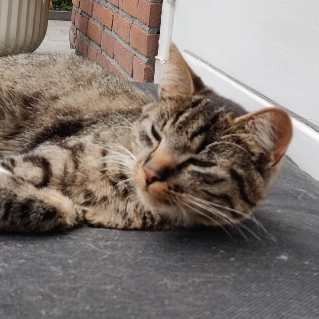 cyperse kat op kussen