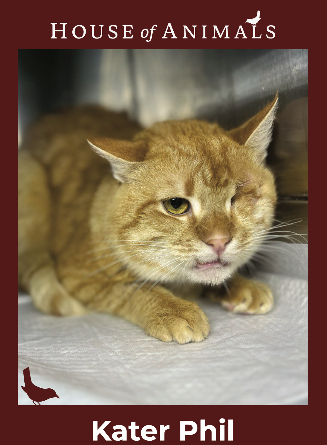 adopteer een dier zoals kater Phil