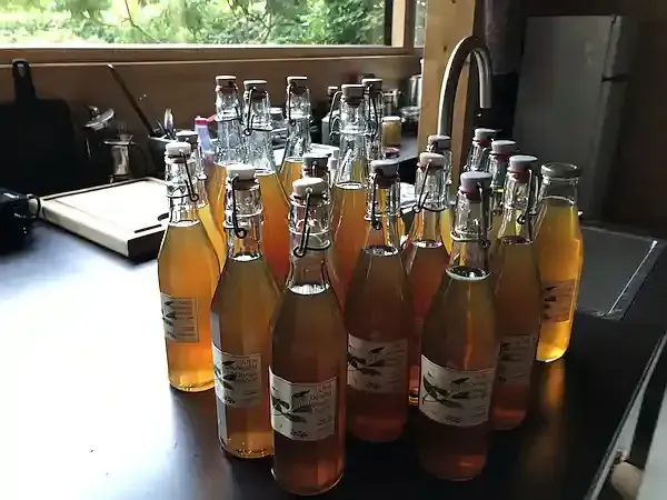 Boomgaard 4