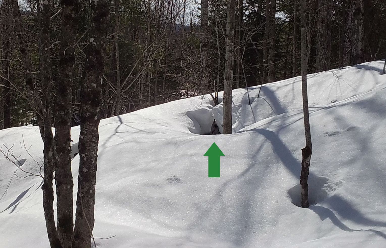 Snow-covered hill with green arrow pointing upwards, near trees.