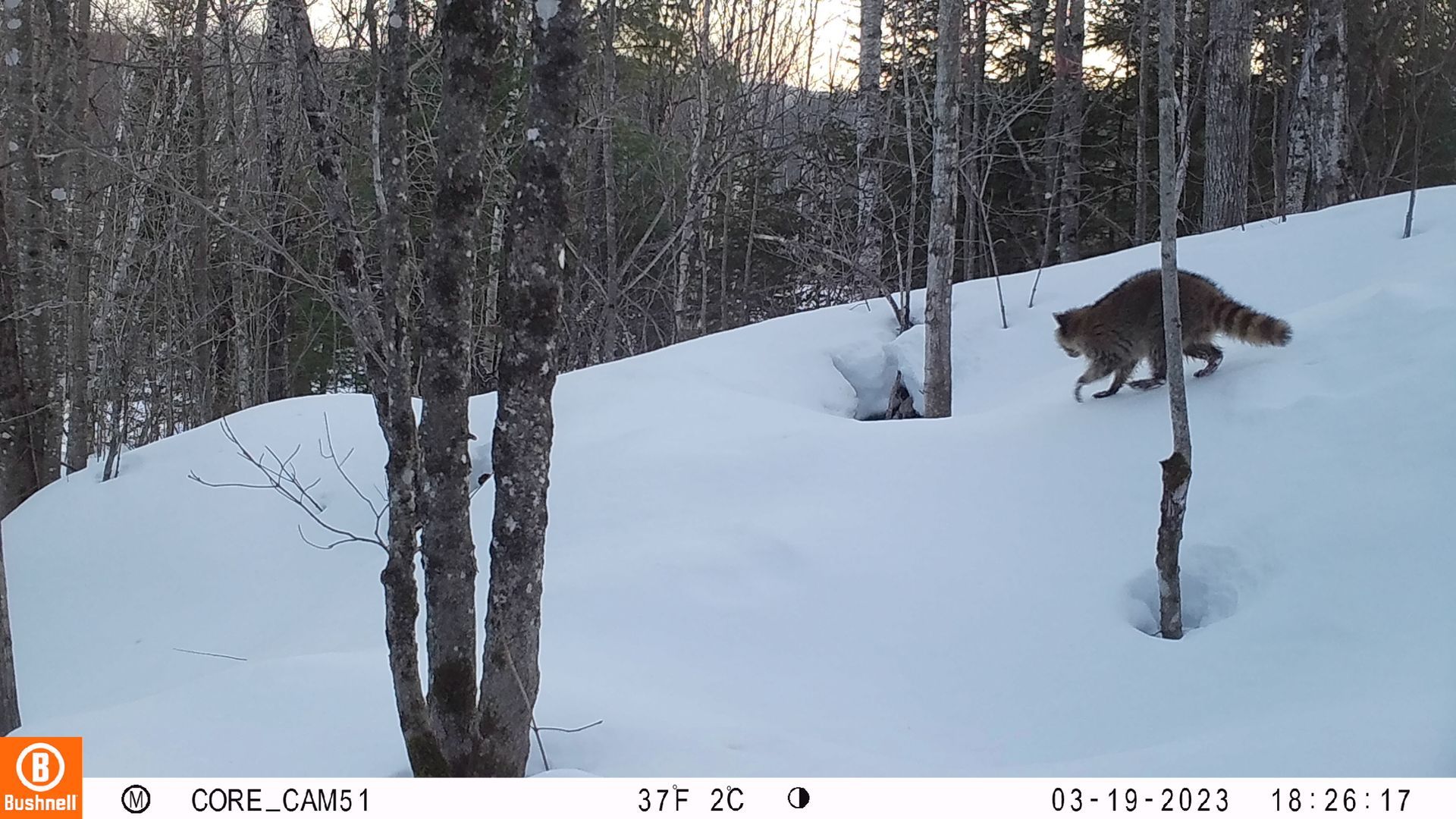 A wildcat walking on a snow-covered hillside among trees.