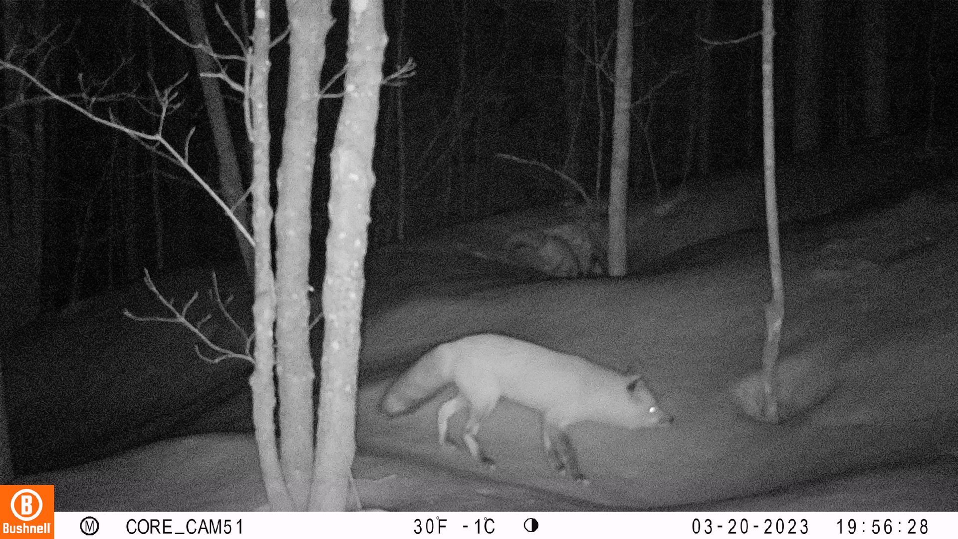 White fox walks in snowy forest, illuminated by a light source.