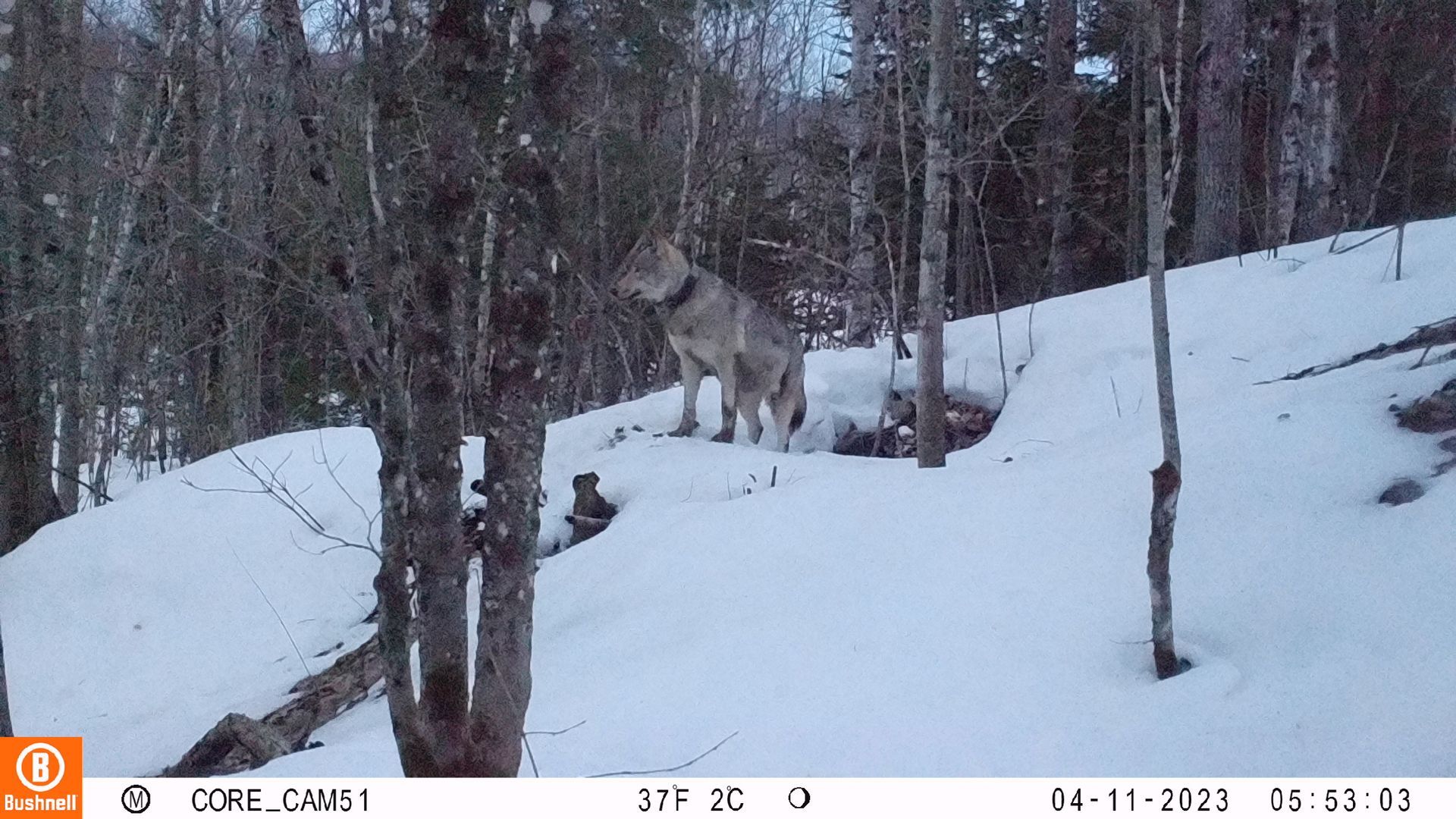 A gray wolf stands on a snow-covered ridge in a forest.