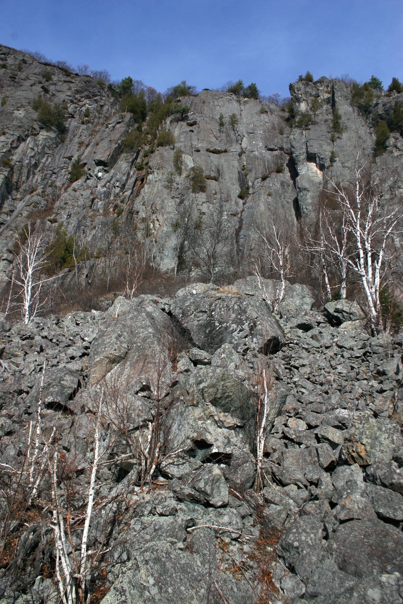 Steep rocky cliff with sparse birch trees under a clear blue sky