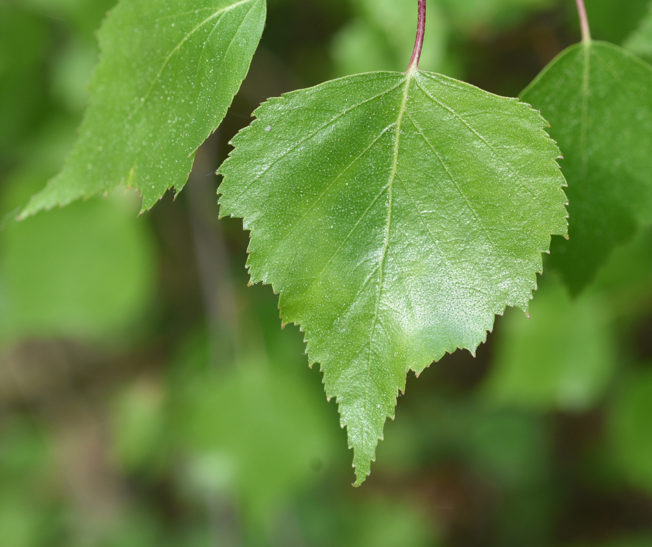 Green birch leaf with jagged edges and a visible central vein.
