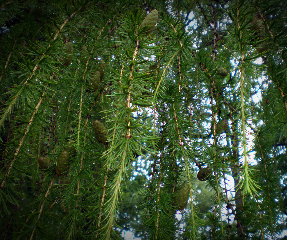 Green pine needles and cones hanging from a tree, with light filtering through branches.