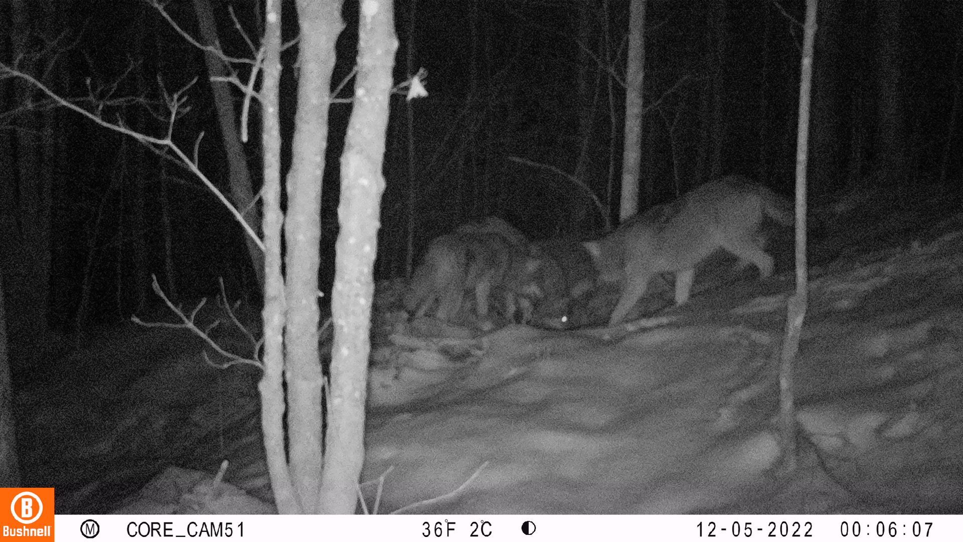 Three canids in a dark forest. Two are standing, one appears to be walking on a snowy ground. Trees surround them.