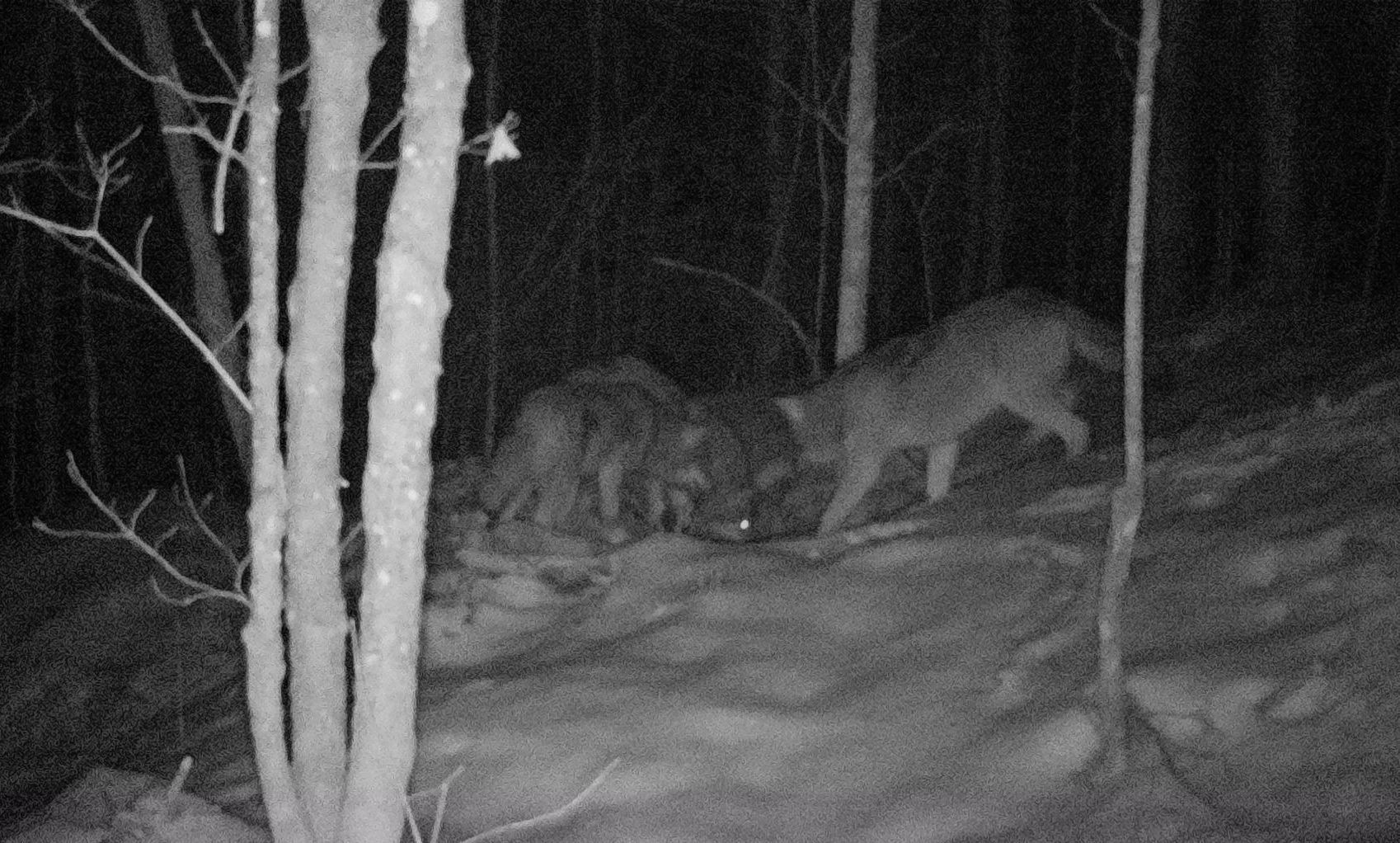 Two wolves on a snowy forest slope at night, one sniffing the ground and one standing alert.