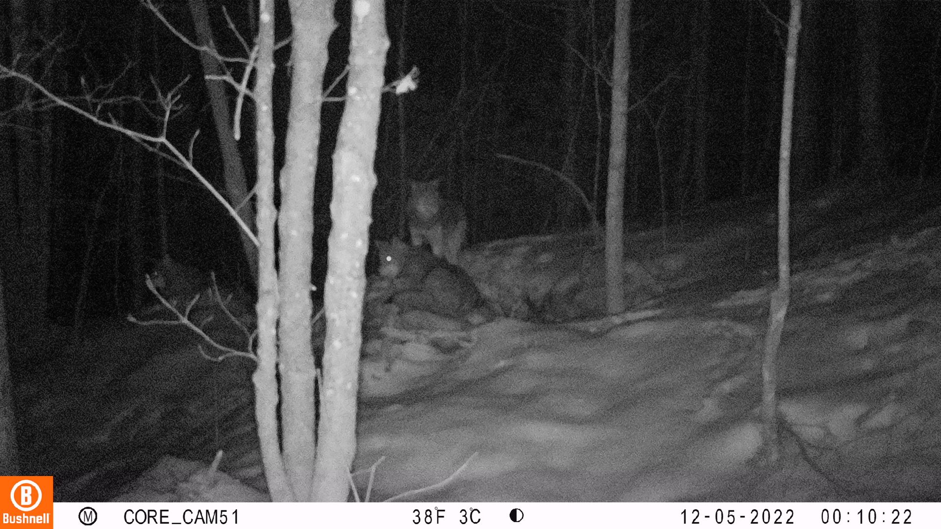 Nighttime trail camera photo of two animals in a forest. One is in focus, appearing to be a wildcat.