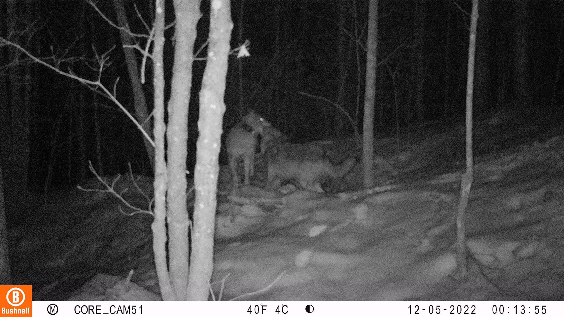 Two wolves in a dark forest, possibly interacting. Camera-trap photo with trees in foreground.
