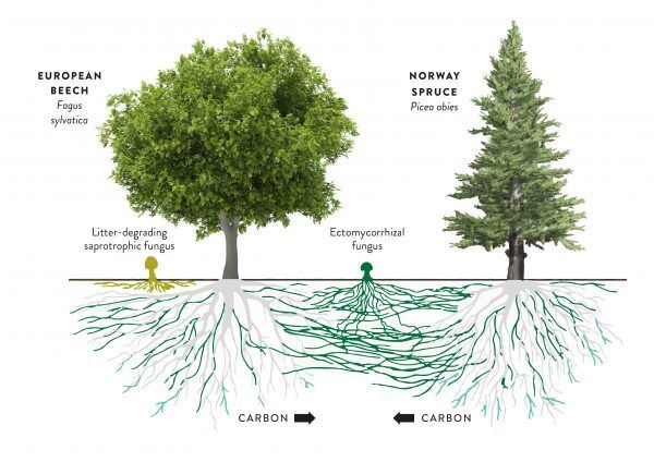 European beech and Norway spruce with roots, showing underground carbon exchange between trees.