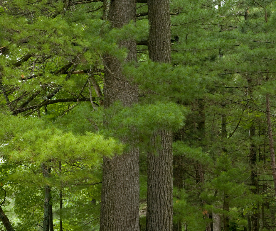 Tall evergreen trees in a forest. Green needles and brown bark. Natural setting.