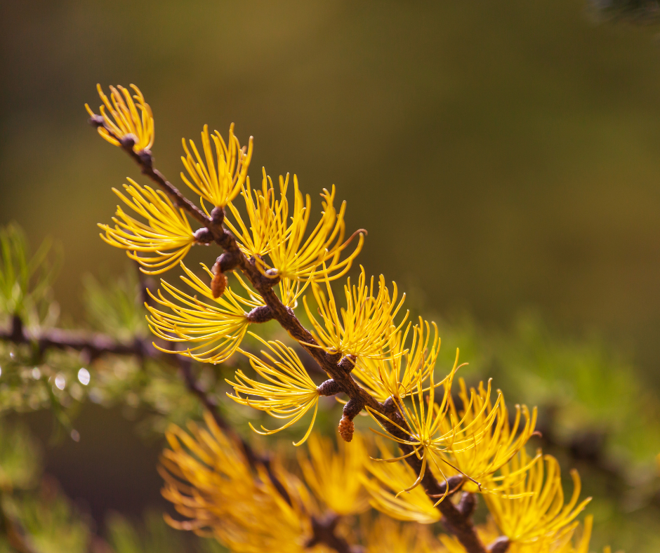 Golden-yellow larch needles on a branch, set against a blurred green and brown background.