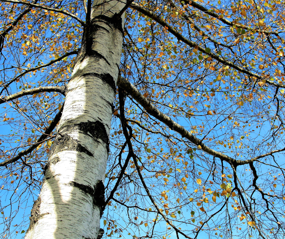 Birch tree trunk with black markings, branches reaching up, against a bright blue sky with sparse yellow leaves.
