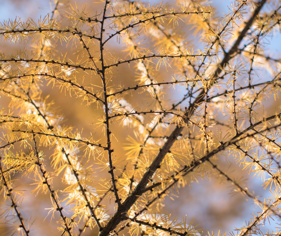 Branches of a larch tree with golden needles, backlit by sunlight.