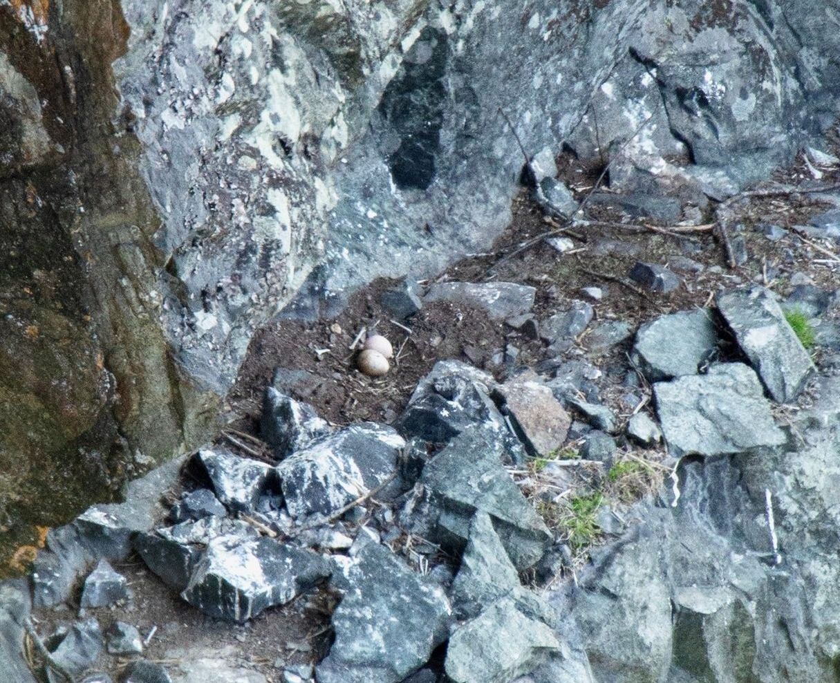 Two eggs in a bird nest on a rocky cliff face.