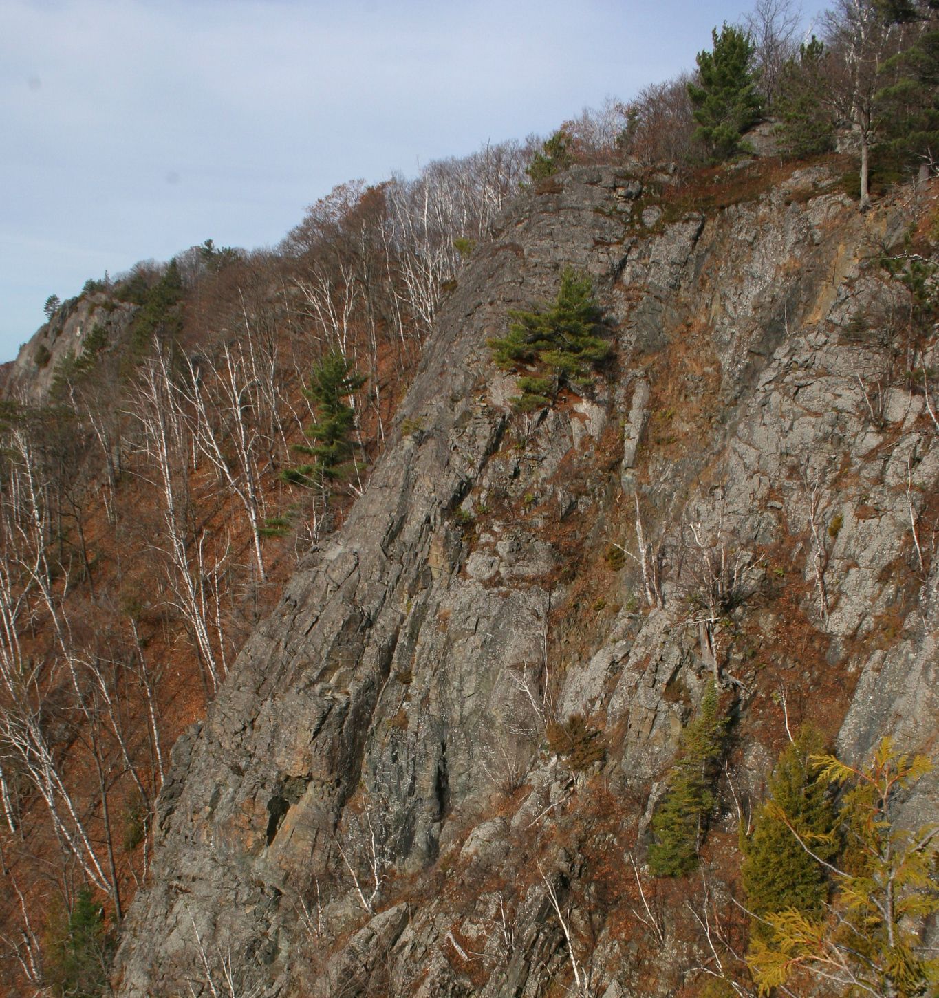 Rocky cliffside with trees, some bare and some evergreen, under a blue sky.