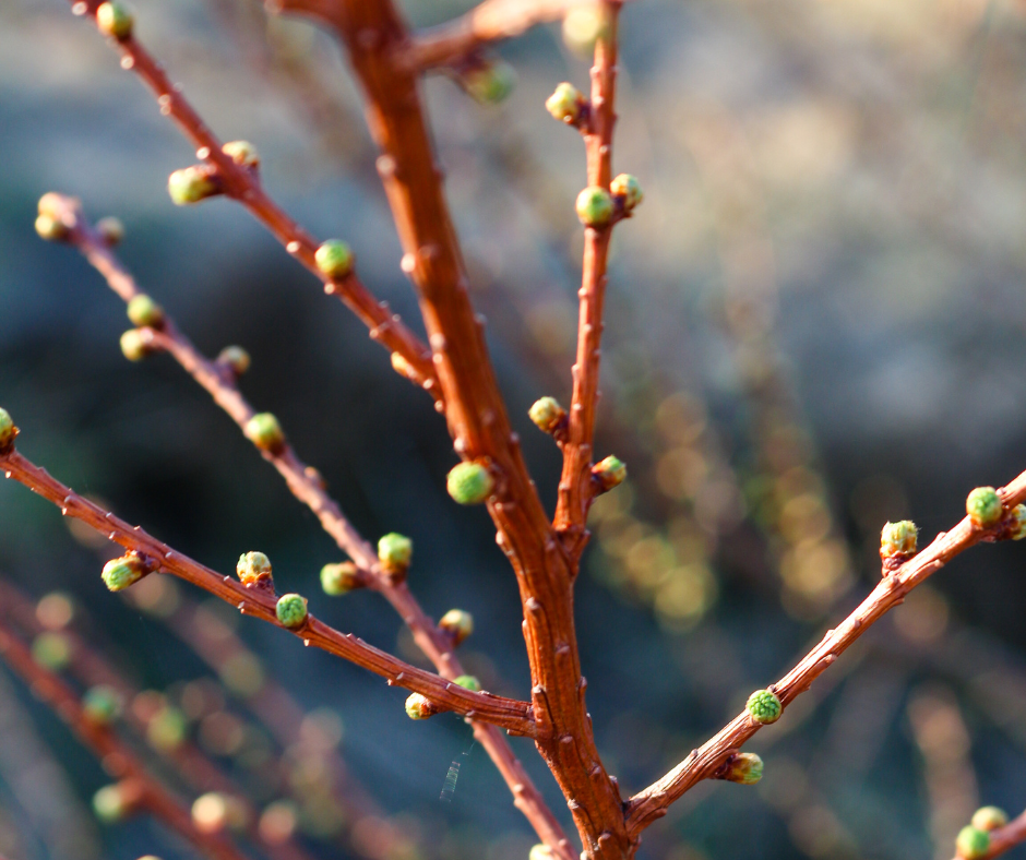 Brown branches with green buds against a blurred background.