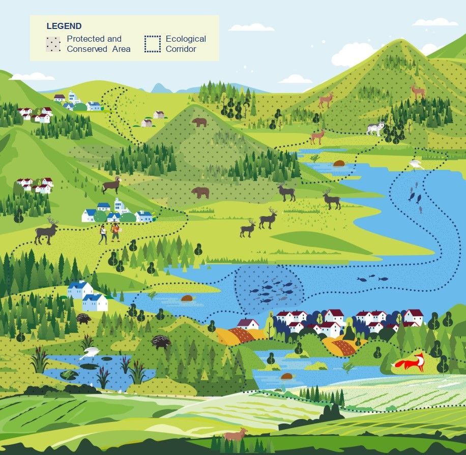Ecological corridors connect protected areas, allowing wildlife to move between habitats across a fragmented landscape. Monitoring and mapping help identify where these connections remain strong and where further protection may be needed. Graphic courtesy of Parks Canada.