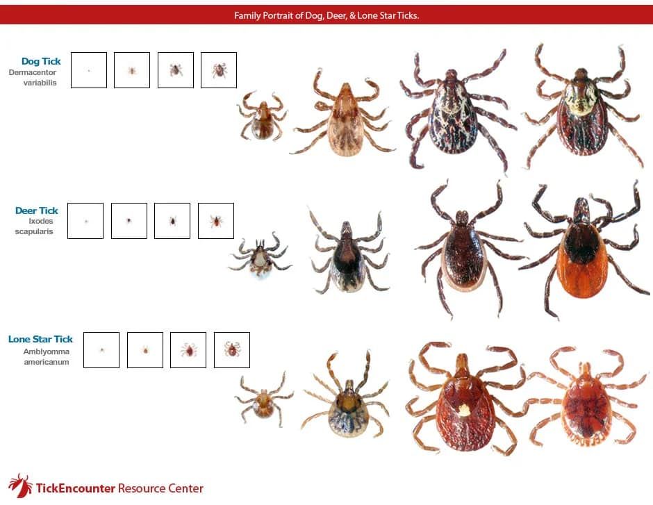 Diagram showing the life cycle stages of the dog, deer, and Lone Star ticks.