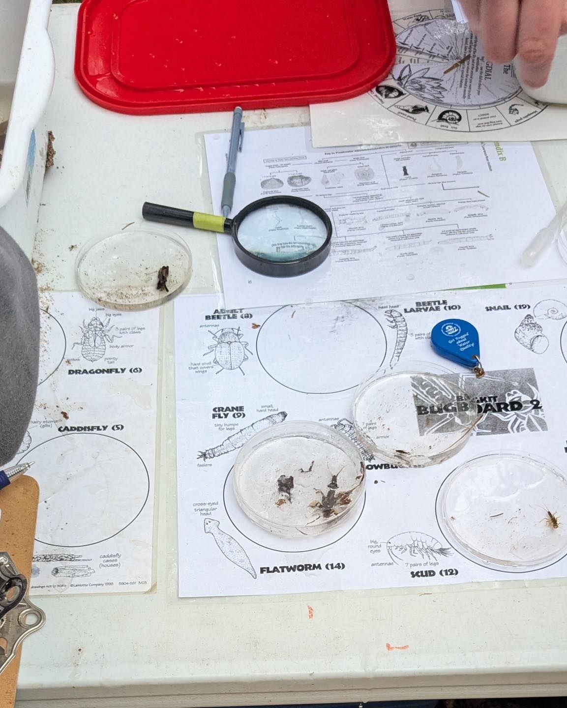 White table with magnifying glass, petri dishes with samples, red lid, and paperwork.