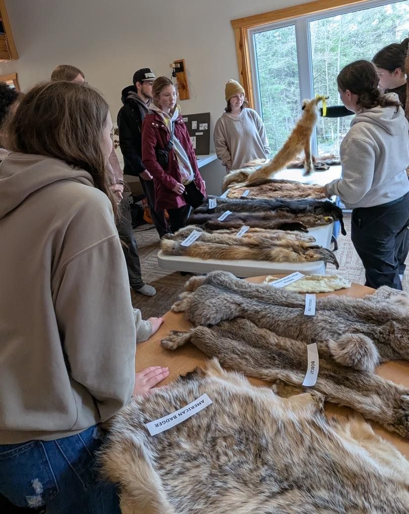 A group examines animal furs displayed on a table indoors, near a window.