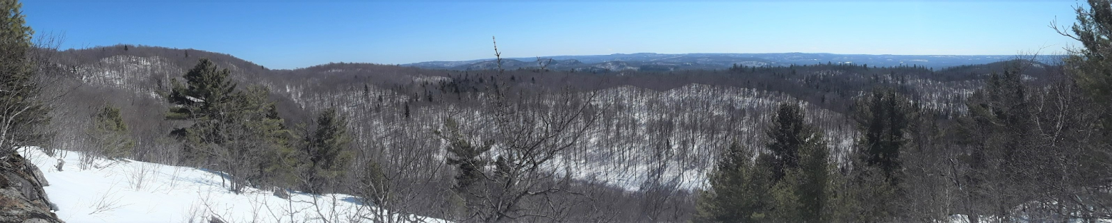 Panoramic view of snow-covered forest with blue sky. Some bare trees and evergreens.