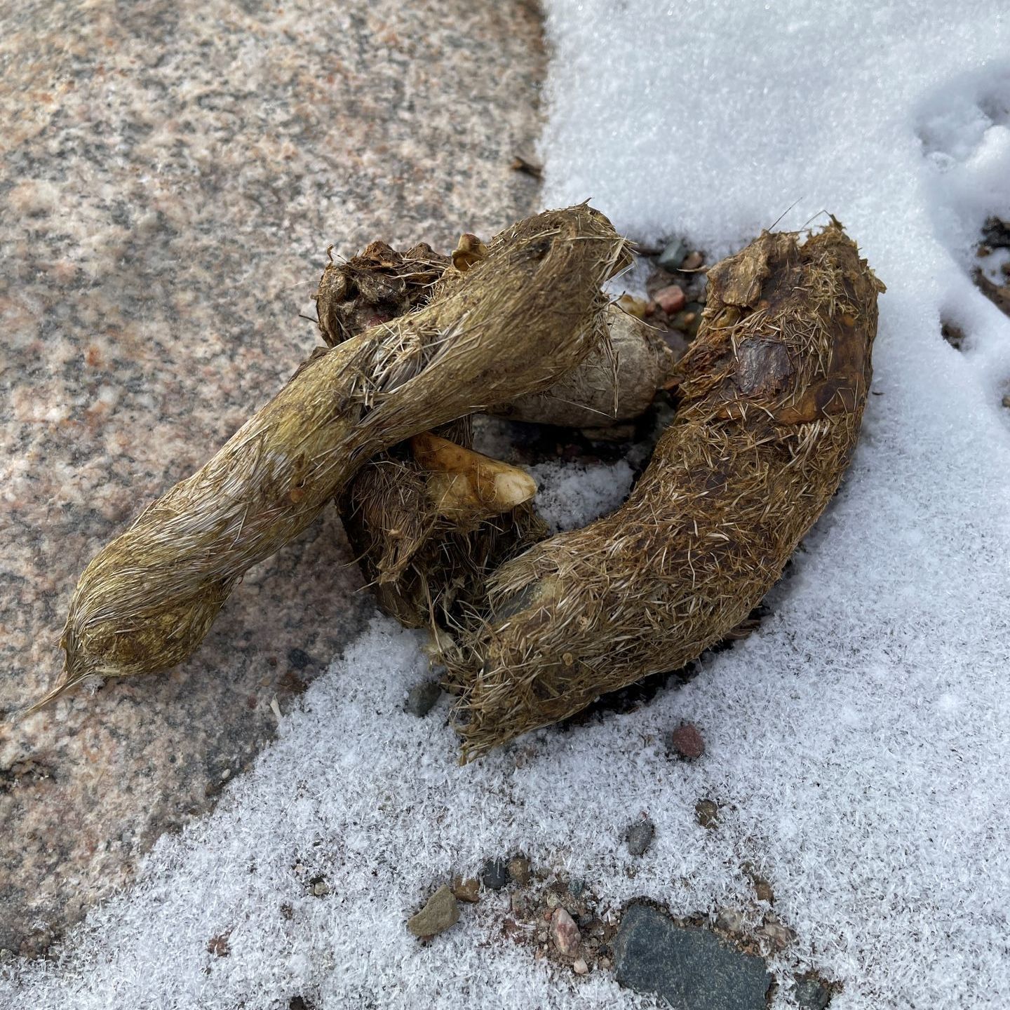 Brown, fibrous scat on snow-covered ground and rock.