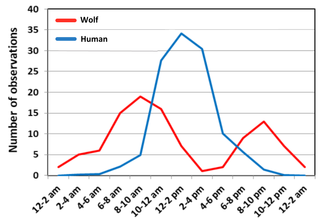 Line graph comparing wolf and human activity by time of day, with peaks for humans in the afternoon and for wolves in the morning/evening.