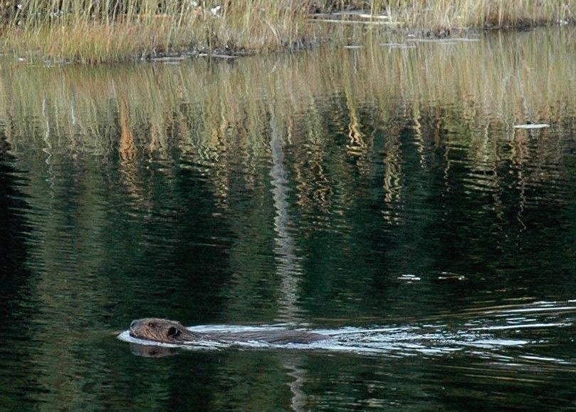 Beaver swims in dark water, reflected reeds in background.