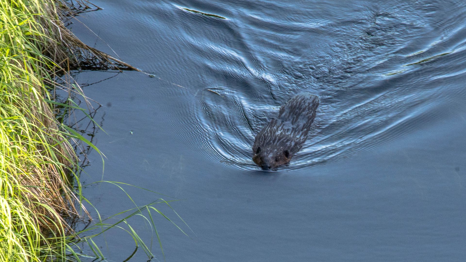 Beaver swimming in dark water, leaving ripples. Green grass on the left.