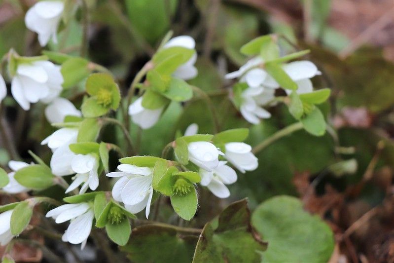White flowers with green bracts in a forest setting; brown leaves in the background.