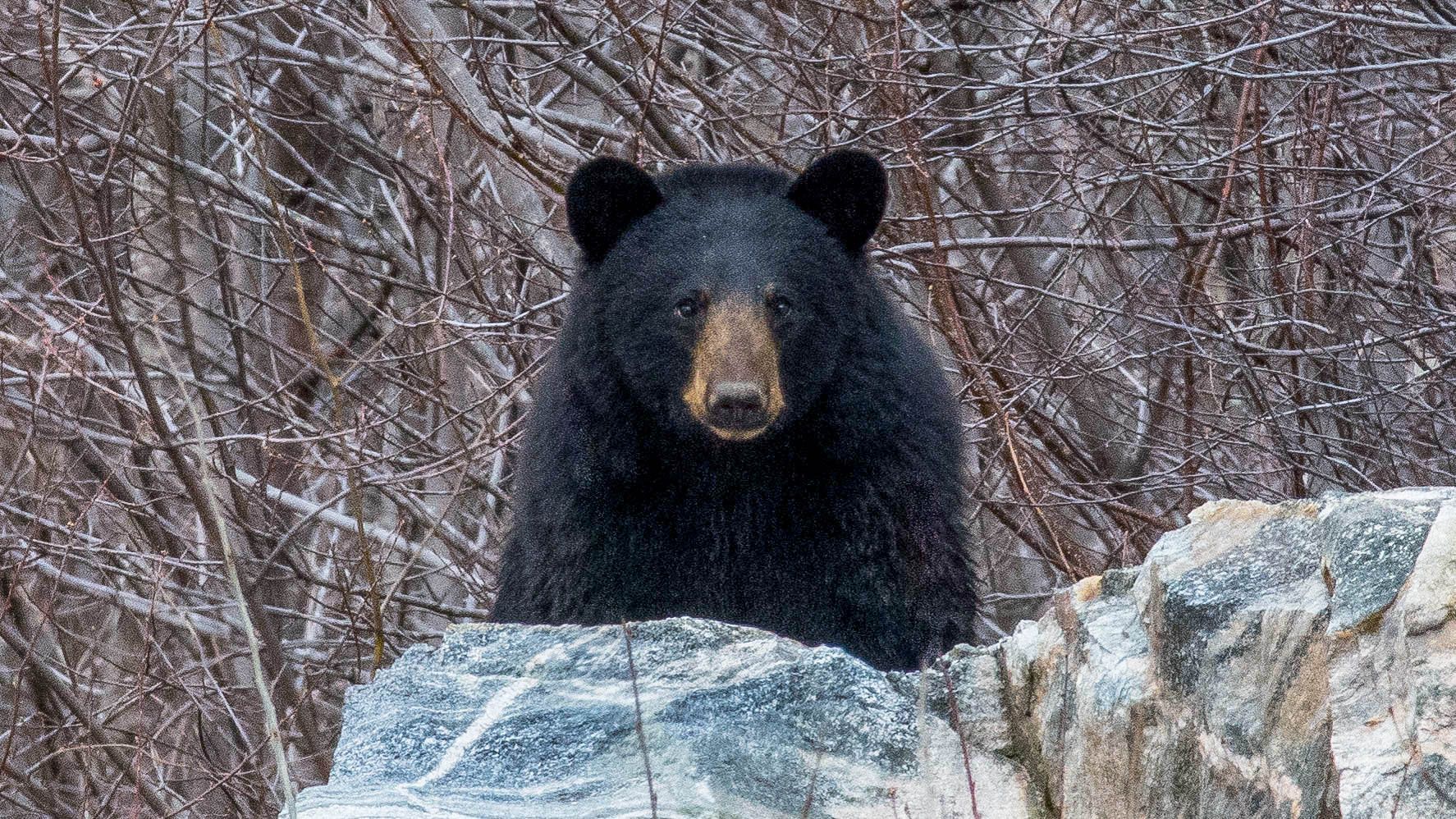 Black bear standing behind rocks in a snowy, brushy forest.