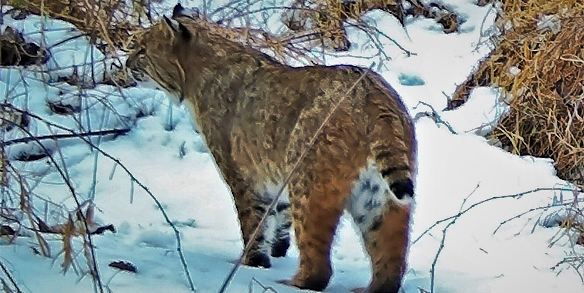Bobcat standing in snowy brush, facing left with its back to the camera.