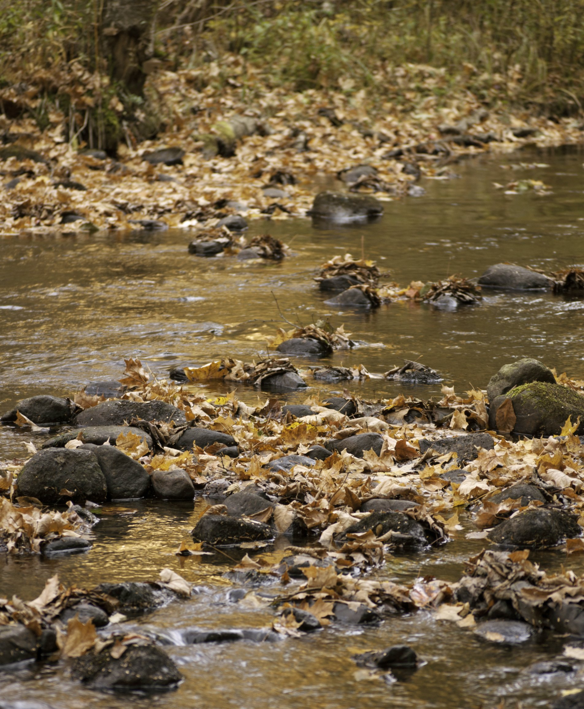 Rocks and pebbles in a shallow stream with water flowing through brown, grassy banks.